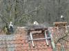Kliknij aby obejrzec w pelnym rozmiarze 